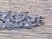 Triathletes swimming in a mass start